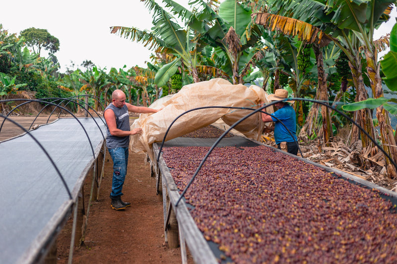 Brazil Sitio Santa Catarina Natural Fermented Red Catuai 2/3 15+ - 32475 - Videplast Bags - SPOT RCWHSE