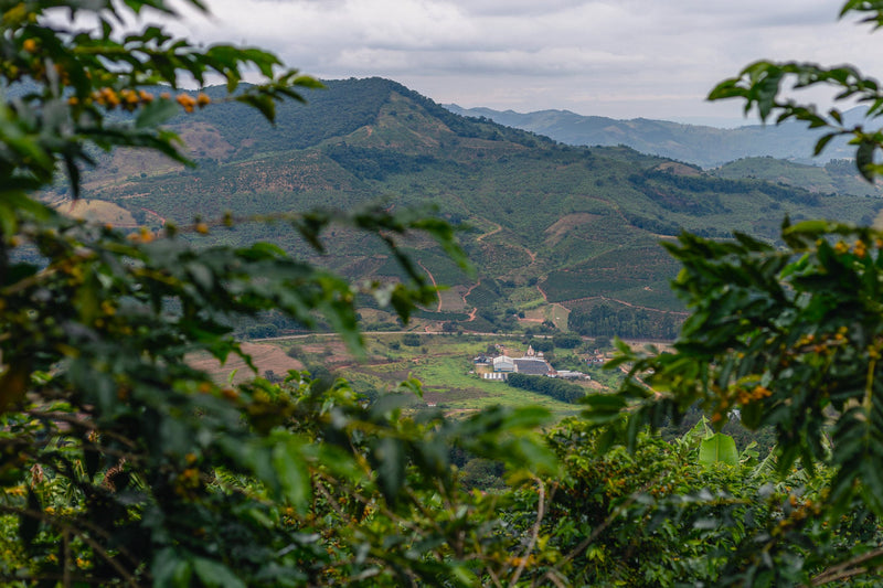 Brazil Sitio Santa Catarina Natural Fermented Red Catuai 2/3 15+ - 32475 - Videplast Bags - SPOT RCWHSE