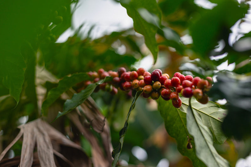 Brazil Sitio Santa Catarina Natural Fermented Red Catuai 2/3 15+ - 32475 - Videplast Bags - SPOT RCWHSE
