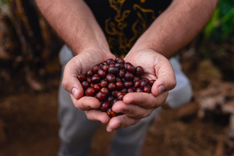 Brazil Sitio Santa Catarina Natural Fermented Red Catuai 2/3 15+ - 32475 - Videplast Bags - SPOT RCWHSE