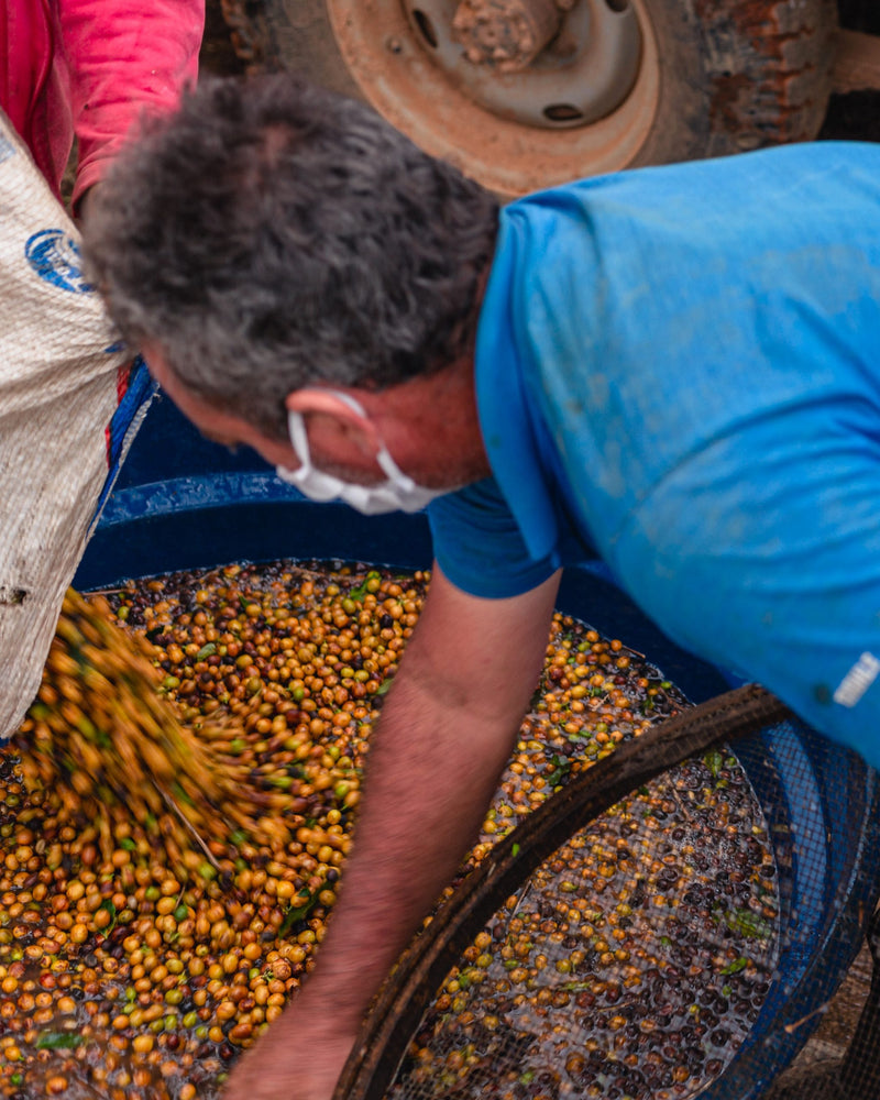 Brazil Sitio Santa Catarina Natural Yellow Bourbon 2/3 15+ - 32476 - Videplast Bags - SPOT RCWHSE