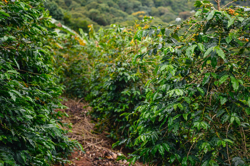 Brazil Sitio Santa Catarina Natural Yellow Bourbon 2/3 15+ - 32476 - Videplast Bags - SPOT RCWHSE