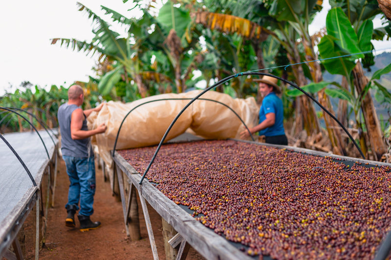 Brazil Sitio Santa Catarina Natural Yellow Bourbon 2/3 15+ - 32476 - Videplast Bags - SPOT RCWHSE