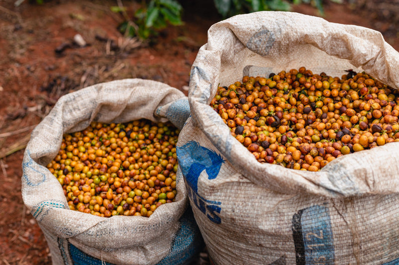 Brazil Sitio Santa Catarina Natural Yellow Bourbon 2/3 15+ - 32476 - Videplast Bags - SPOT RCWHSE