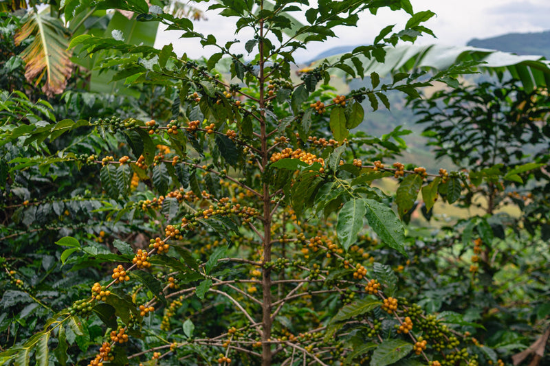Brazil Sitio Santa Catarina Natural Yellow Bourbon 2/3 15+ - 32476 - Videplast Bags - SPOT RCWHSE