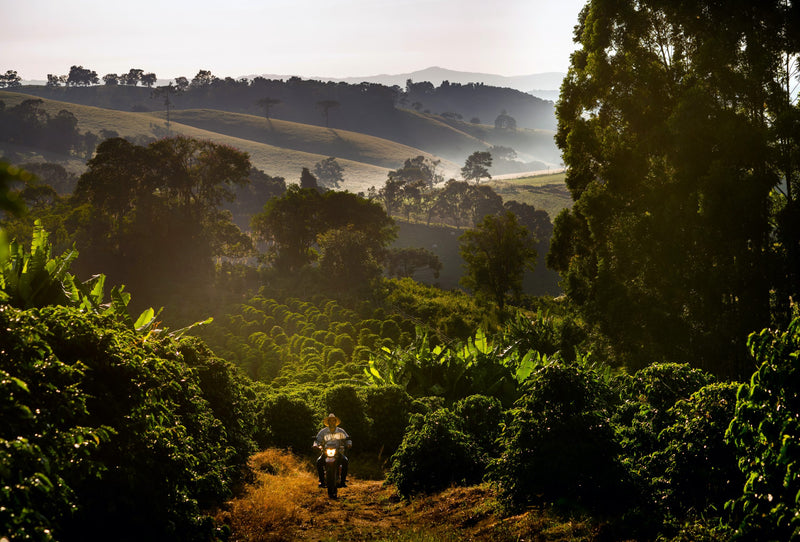 Brazil Sul De Minas FAF Serra do Caracol Community Natural Arara - Lot 4940 - 32572 - GrainPro Bags - SPOT RCWHSE