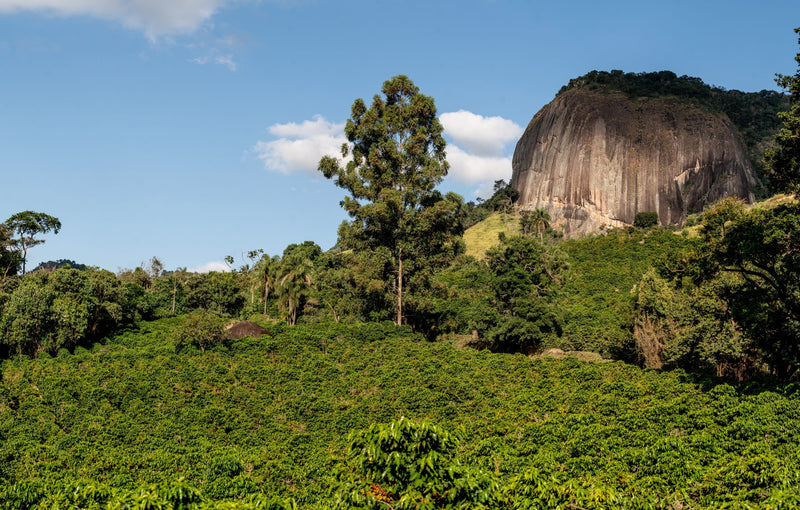 Brazil Sul De Minas FAF Serra Do Caracol Community Natural Red Catuai - Lot 4939 - 32458 - GrainPro Bags - SPOT RCWHSE