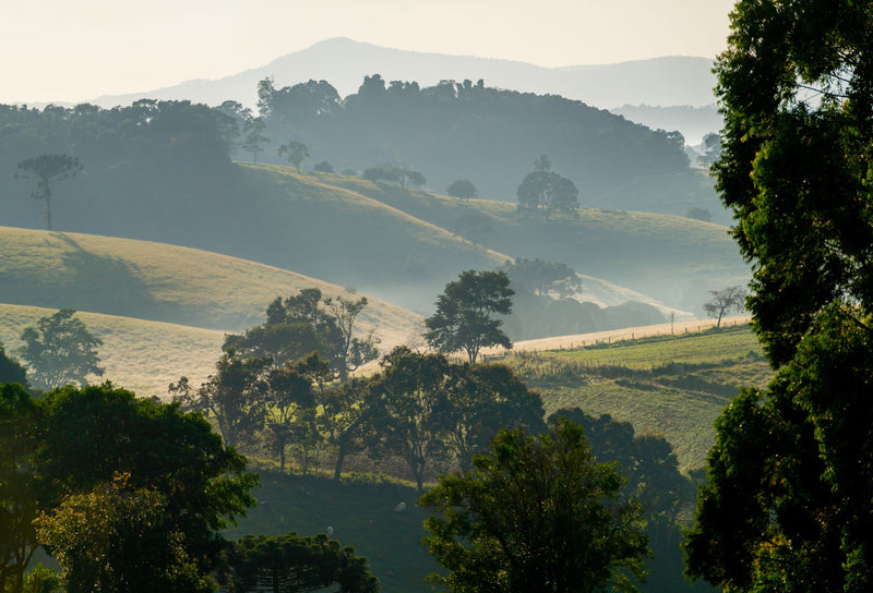 Brazil Sul De Minas FAF Serra Do Caracol Community Natural Red Catuai - Lot 4939 - 32458-1 - GrainPro Bags - SPOT DUPUYHOU