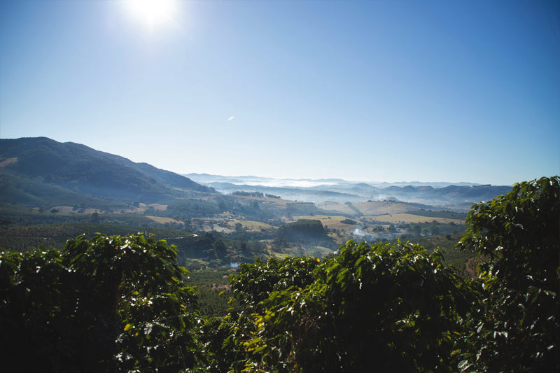 Brazil Sul De Minas FAF Serra do Caracol Community Natural Arara - Lot 4940 - 32572 - GrainPro Bags - SPOT RCWHSE