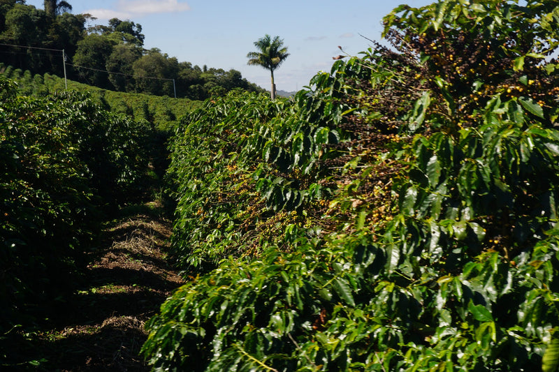 Brazil Sul de Minas FAF Campestre Community Natural Arara - 34986 - GrainPro Bags - SPOT RCWHSE