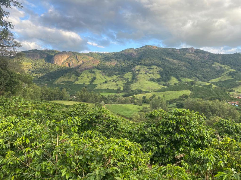 Brazil Sul de Minas FAF Campestre Community Natural Arara - 34986 - GrainPro Bags - SPOT RCWHSE