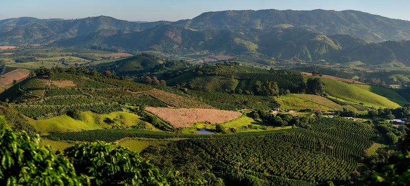 Brazil Sul de Minas FAF Campestre Community Natural Arara - 34986 - GrainPro Bags - SPOT RCWHSE