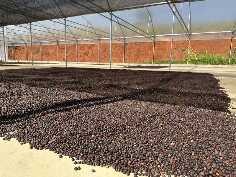 Brazil Terra De Sao Francisco Natural Arara 14+ - 35536 - Videplast Bags - SPOT RCWHSE