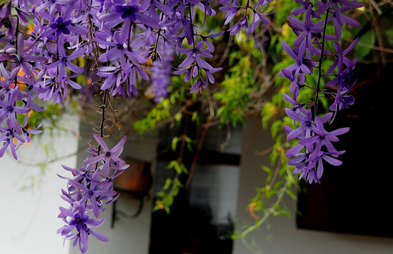 BRAZIL FT-FLO/USA ORGANIC SUL DE MINAS POCO FUNDO COOPFAM 14+ - 34247-2 - GrainPro Bags - SPOT COSEATAC