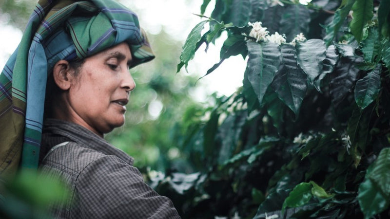 SUMATRA FT-FLO ORGANIC BENER MERIAH BUANA MANDIRI MANDHELING GRADE 1 - 31984 - SPOT SEAFORTH