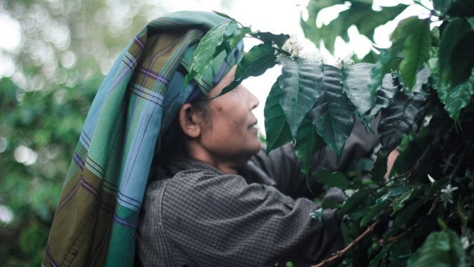 SUMATRA FT-FLO ORGANIC BENER MERIAH BUANA MANDIRI MANDHELING GRADE 1 - 31984 - SPOT SEAFORTH