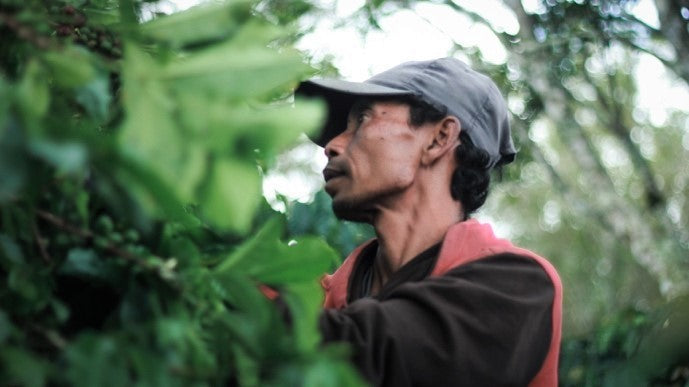 SUMATRA FT-FLO/USA ORGANIC BENER MERIAH BUANA MANDIRI MANDHELING GRADE 1 - 32369 - SPOT RCWHSE