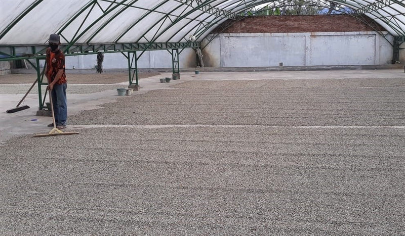 SUMATRA FT ORGANIC BENER MERIAH BUANA MANDIRI MANDHELING GRADE 1 - 29217 - SPOT RCWHSE