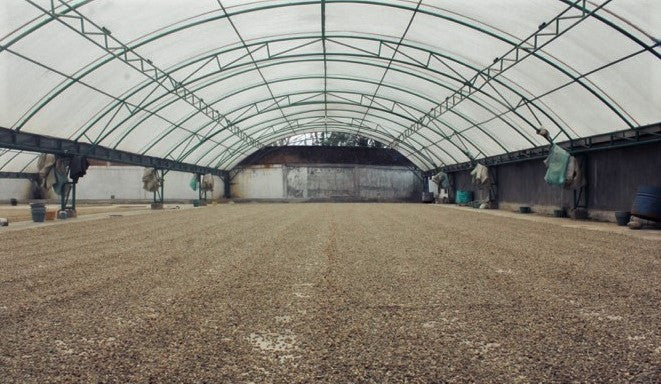 SUMATRA FT-FLO ORGANIC BENER MERIAH BUANA MANDIRI MANDHELING GRADE 1 - 31981 - SPOT SEAFORTH