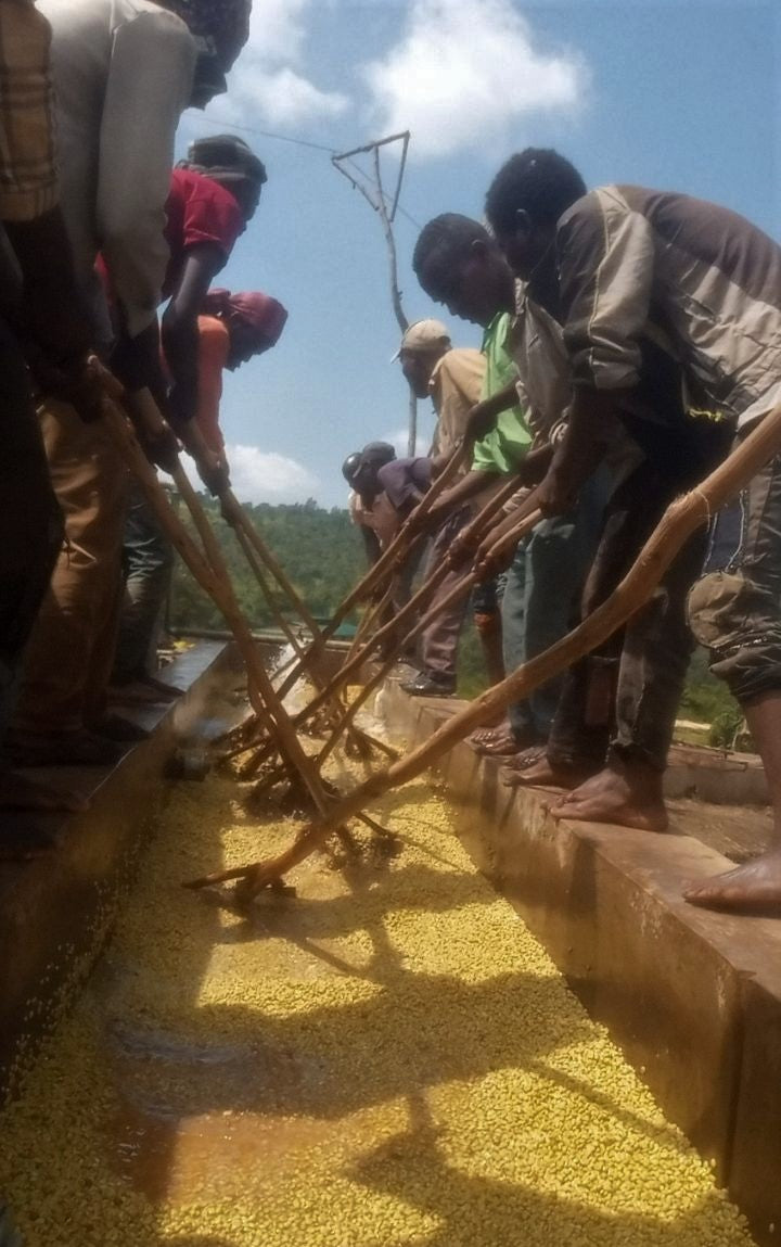 Ethiopia Guji 2 Washed Kercha - 29727 - GrainPro Bags - SPOT DUPUYHOU