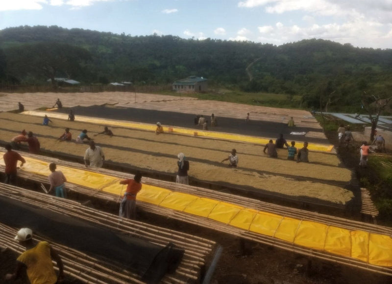 Ethiopia Guji 2 Washed Shakiso - 35214-2 - GrainPro Bags - SPOT SEAFORTH