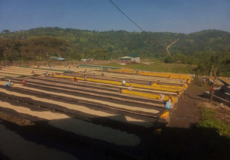 Ethiopia Yirgacheffe 2 Washed Bukissa - *50830* - 25804 - GrainPro Bags - SPOT RCWHSE