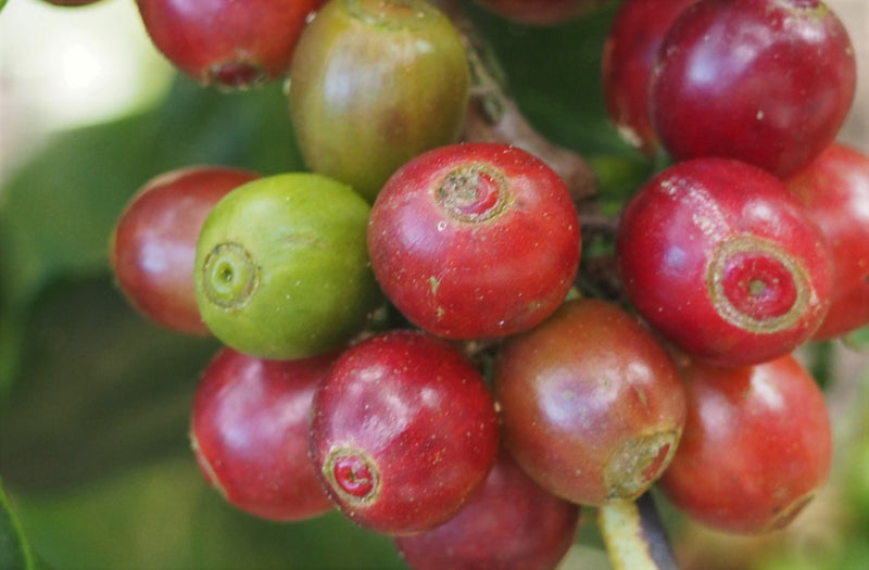 Ethiopia Guji 2 Washed Kercha - 29727 - GrainPro Bags - SPOT RCWHSE