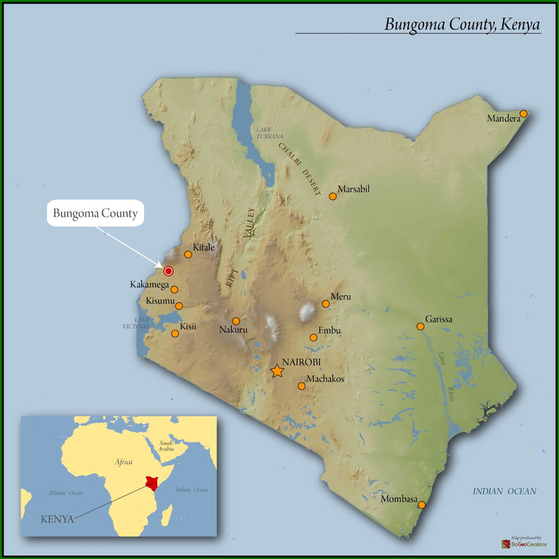 Kenya Bungoma Kutere AA - 45KE2003 - 35309 - GrainPro Bags - SPOT RCWHSE