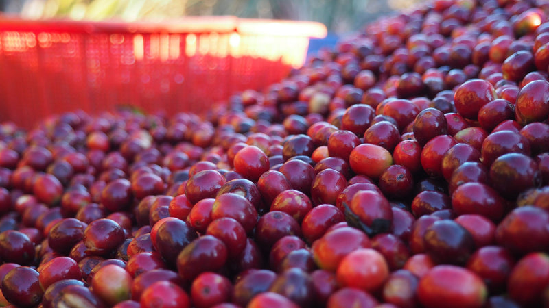 Burundi Ngozi Bavyeyi Natural - 30435 - GrainPro Bags - SPOT RCWHSE