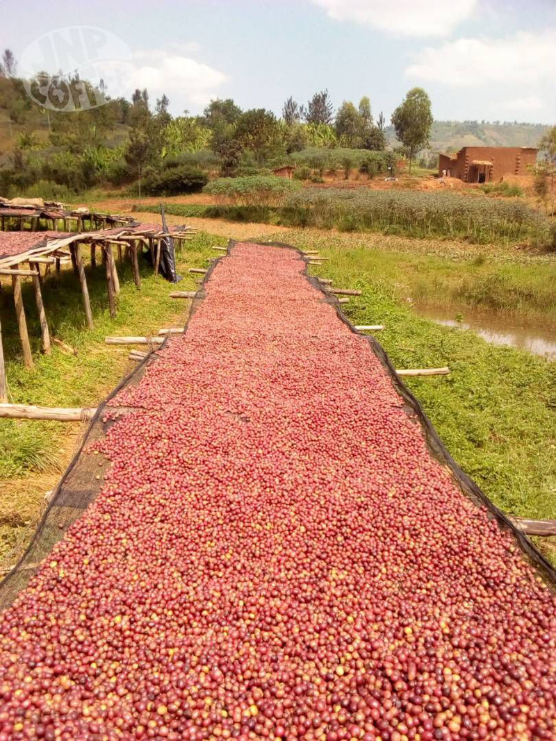Burundi Bavyeyi II Natural - *48099H* - 25204 - GrainPro Bags - SPOT DUPUYHOU