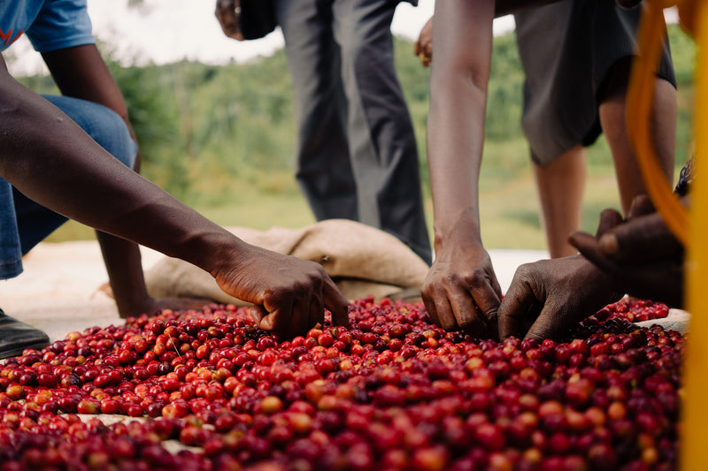 Burundi Kayanza Heza Nkonge - Lot 2 - 29880 - Ecotact Bags - SPOT RCWHSE