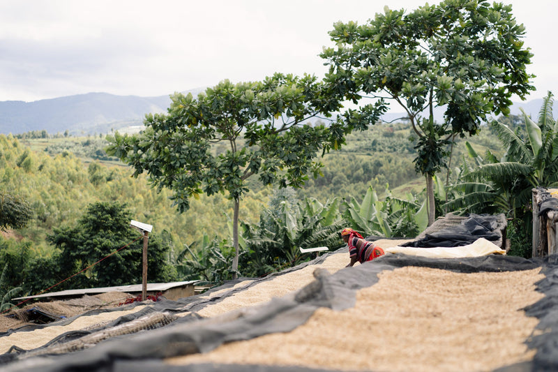 Burundi Gaharo Washed 15+ - Lot 1*51954* - 27115-1 - GrainPro Bags - SPOT RCWHSE
