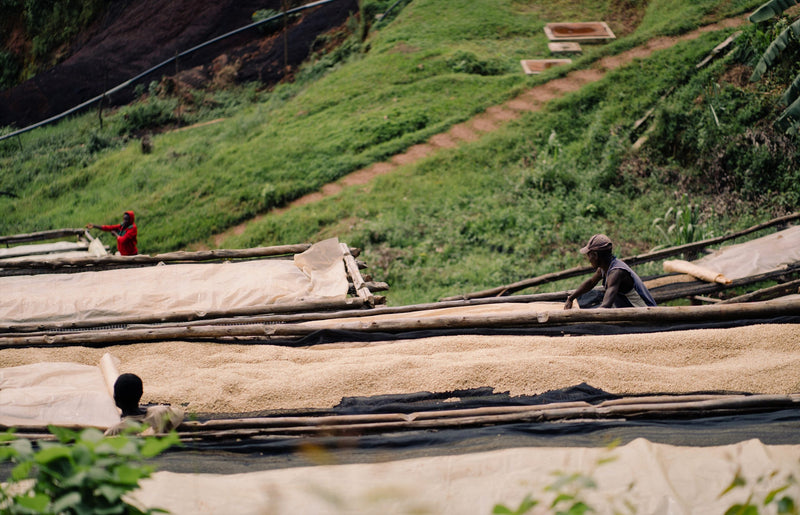 Burundi Mutana Natural - 6 - 32797 - GrainPro Bags - SPOT RCWHSE