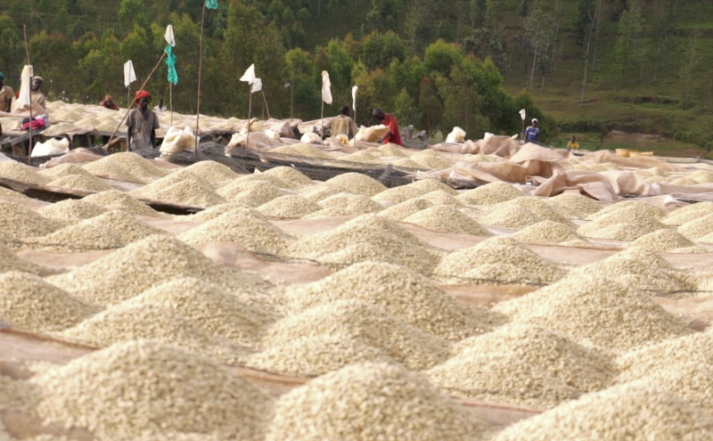 Burundi Gitega Mugano - 30437 - GrainPro Bags - SPOT RCWHSE