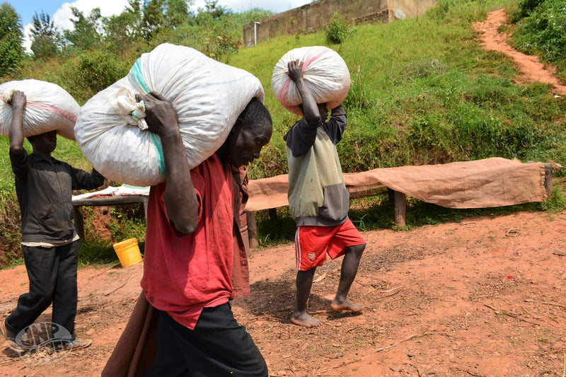 Burundi Kayanza Incuti Natural - 30440-1 - GrainPro Bags - SPOT RCWHSE