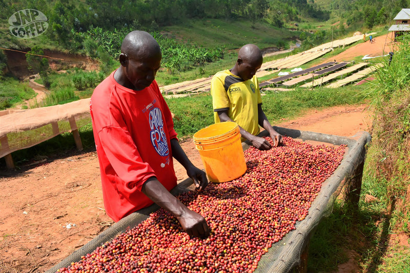 Burundi Kayanza Incuti Natural - 30440 - GrainPro Bags - SPOT RCWHSE