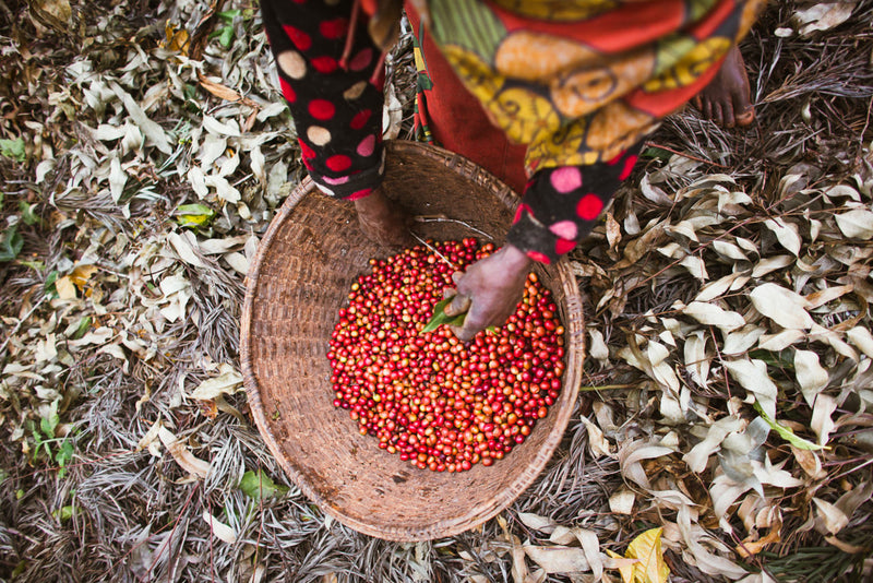 Burundi Kayanza Ninga Giku - Lot 5 - 29881 - Ecotact Bags - SPOT RCWHSE