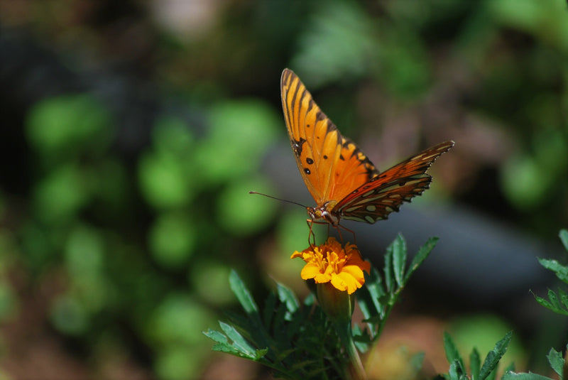 NICARAGUA ORGANIC JINOTEGA PARAISO SHG EP - *50079* - 24364 - SPOT RCWHSE