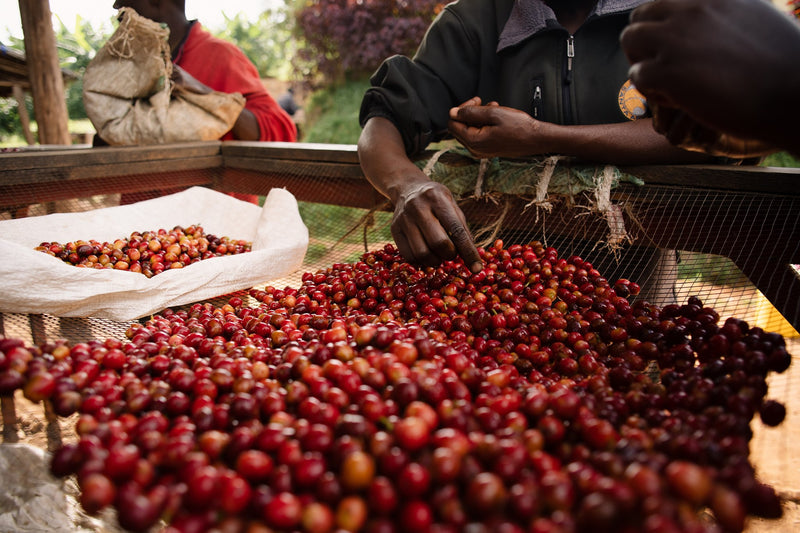 Burundi Long Miles Top Peaberry - 30676 - GrainPro Bags - SPOT RCWHSE