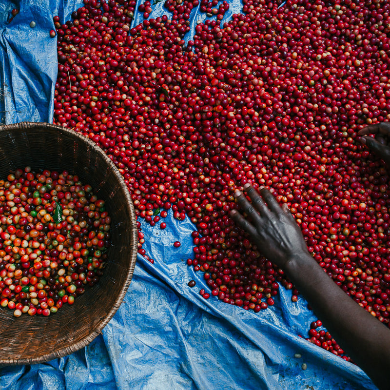 Burundi Long Miles Top Peaberry - 30676 - GrainPro Bags - SPOT RCWHSE