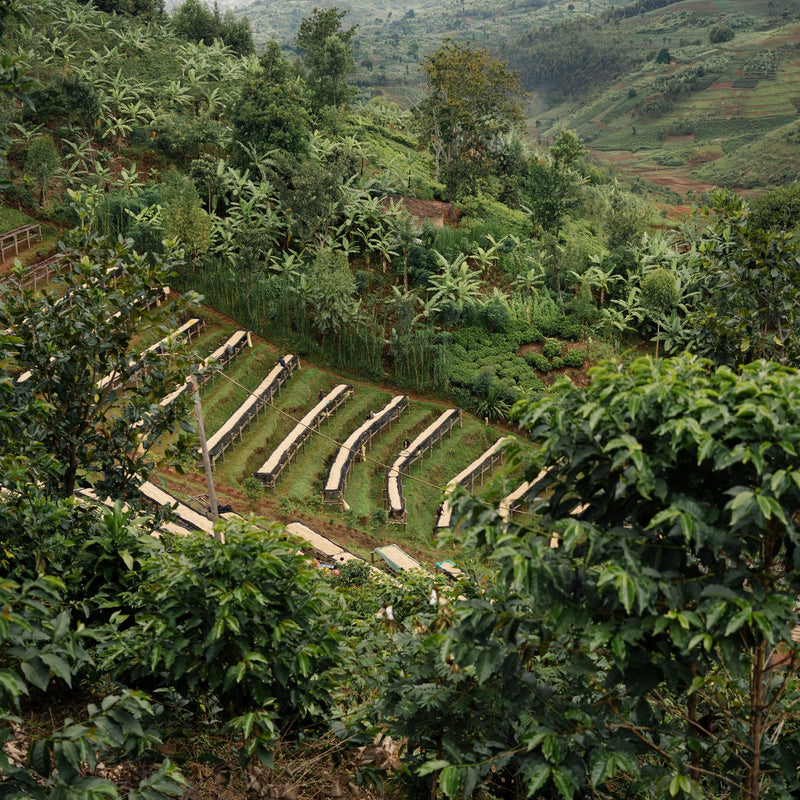 Burundi Long Miles Top Peaberry - 30676 - GrainPro Bags - SPOT RCWHSE