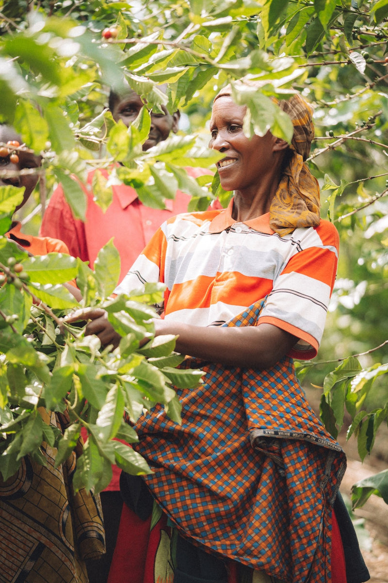 Burundi Muramvya Munyinya 3 Natural Gr1 - 36164 - GrainPro Bags - SPOT RCWHSE