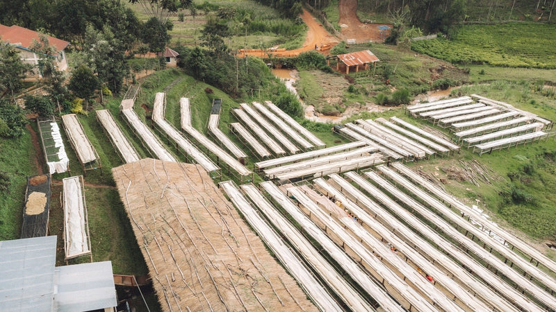 Burundi Muramvya Munyinya 3 Natural Gr1 - 36164 - GrainPro Bags - SPOT RCWHSE