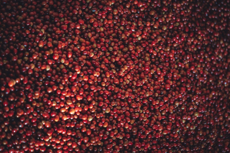 Burundi Muramvya Munyinya 3 Natural Gr1 - 36164 - GrainPro Bags - SPOT RCWHSE