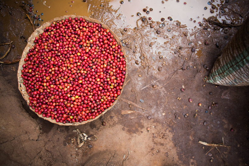 Burundi Mutana Natural - 6 - 32797 - GrainPro Bags - SPOT RCWHSE