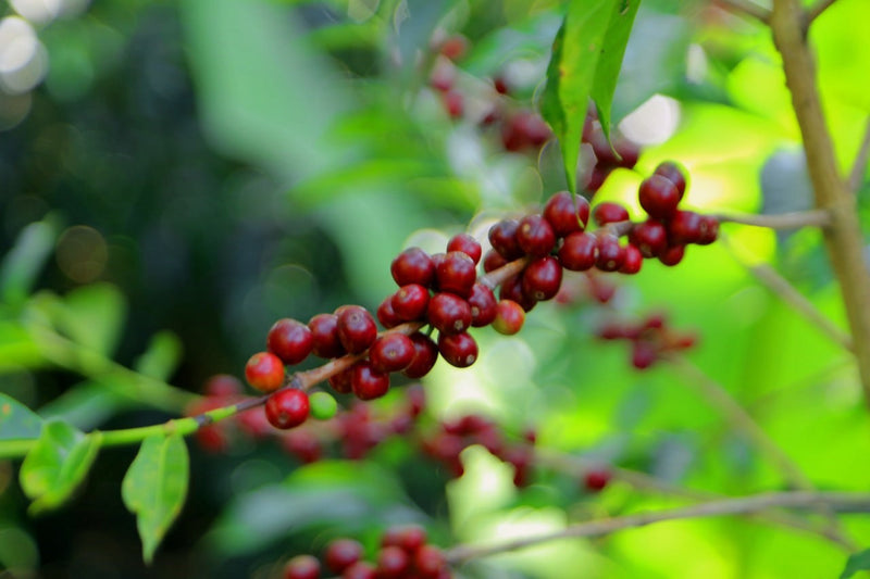 Sumatra Bener Meriah Gayo Mandheling Grade 1 - 32396 - SPOT SEAFORTH