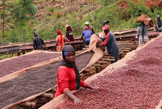 Burundi Ngozi Bavyeyi IV Natural - *51656* - 25643 - GrainPro Bags - SPOT RCWHSE