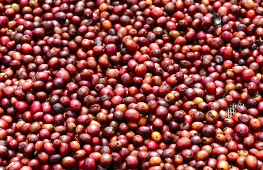 Burundi Ngozi Bavyeyi IV Natural - *51656* - 25643 - GrainPro Bags - SPOT RCWHSE