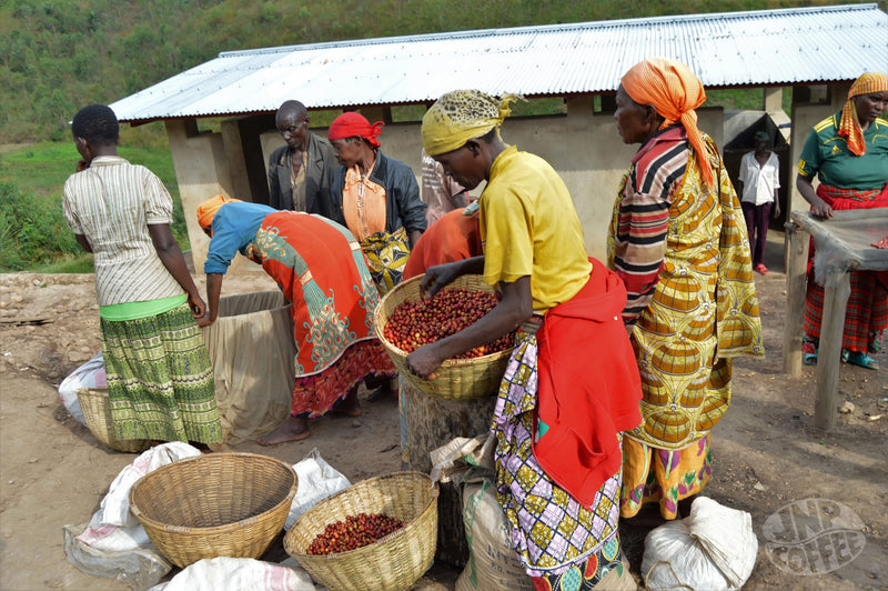 Burundi Ngozi Turihamwe Mparamirundi  - 30045 - GrainPro Bags - SPOT RCWHSE