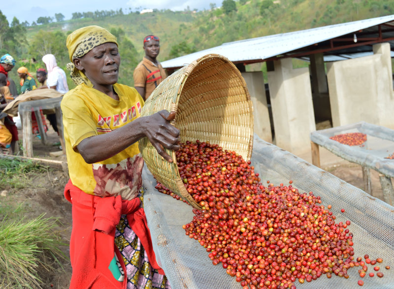 Burundi Ngozi Turihamwe Mparamirundi  - 30044 - GrainPro Bags - SPOT RCWHSE